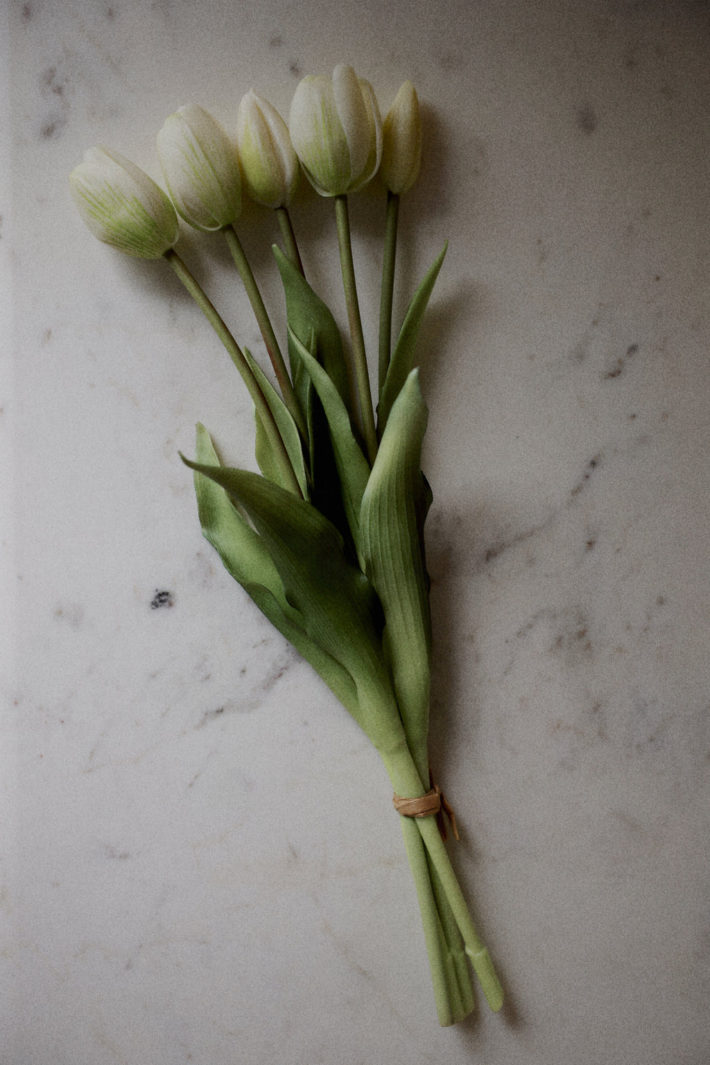 Tulipaner
