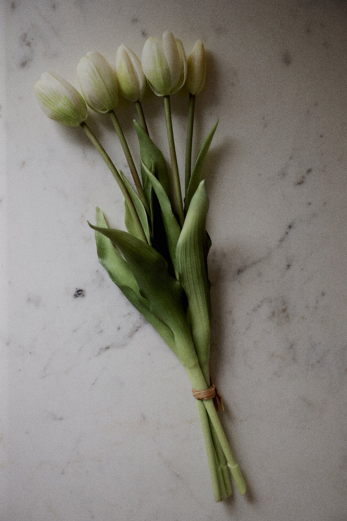 Tulipaner